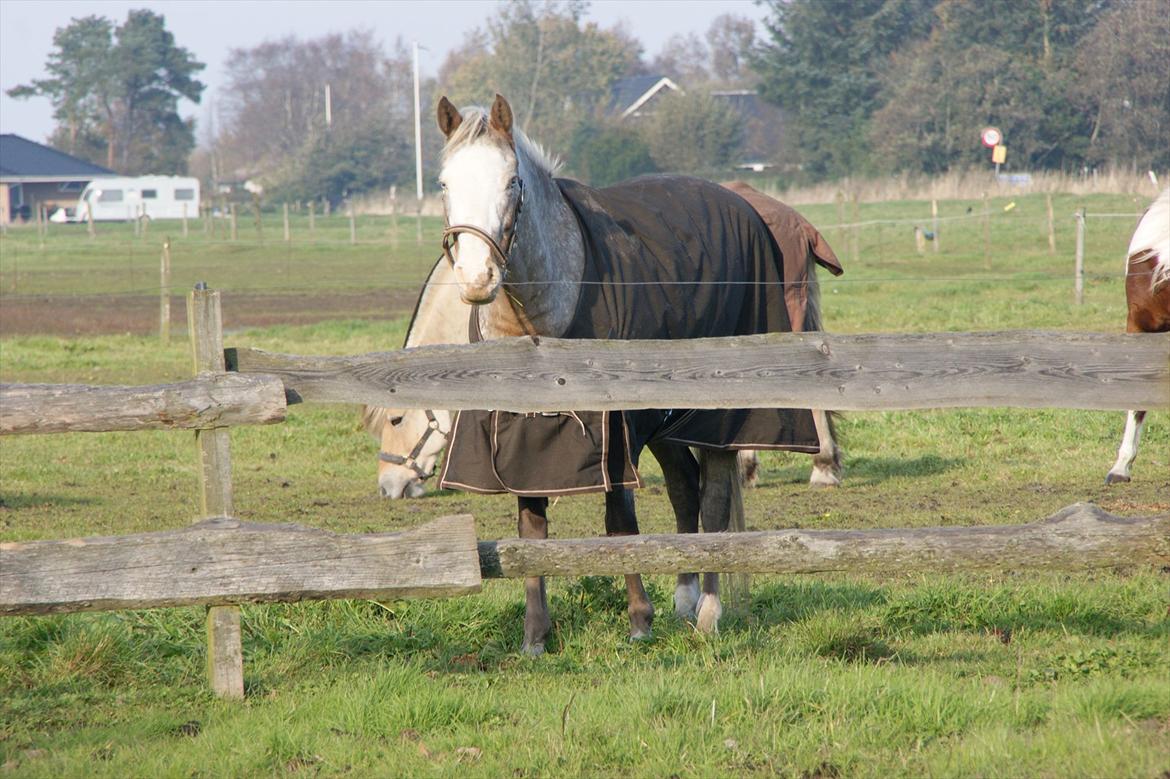 Cosmopolitan billede 19