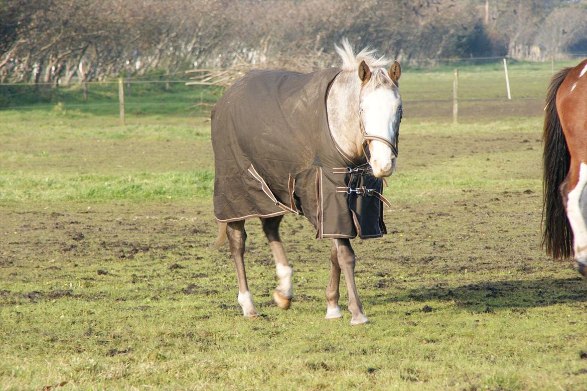 Cosmopolitan billede 20