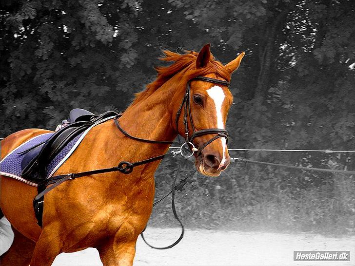 Billeder, tegninger osv. billede 20