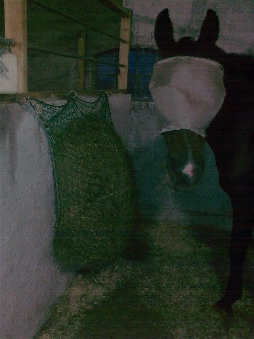 Hønet/slowfeeder i boks - Så fik moren den ide at det fyldte for meget og lavede denne billige løsning der var knap så holdbar men ideen holdt  billede 2