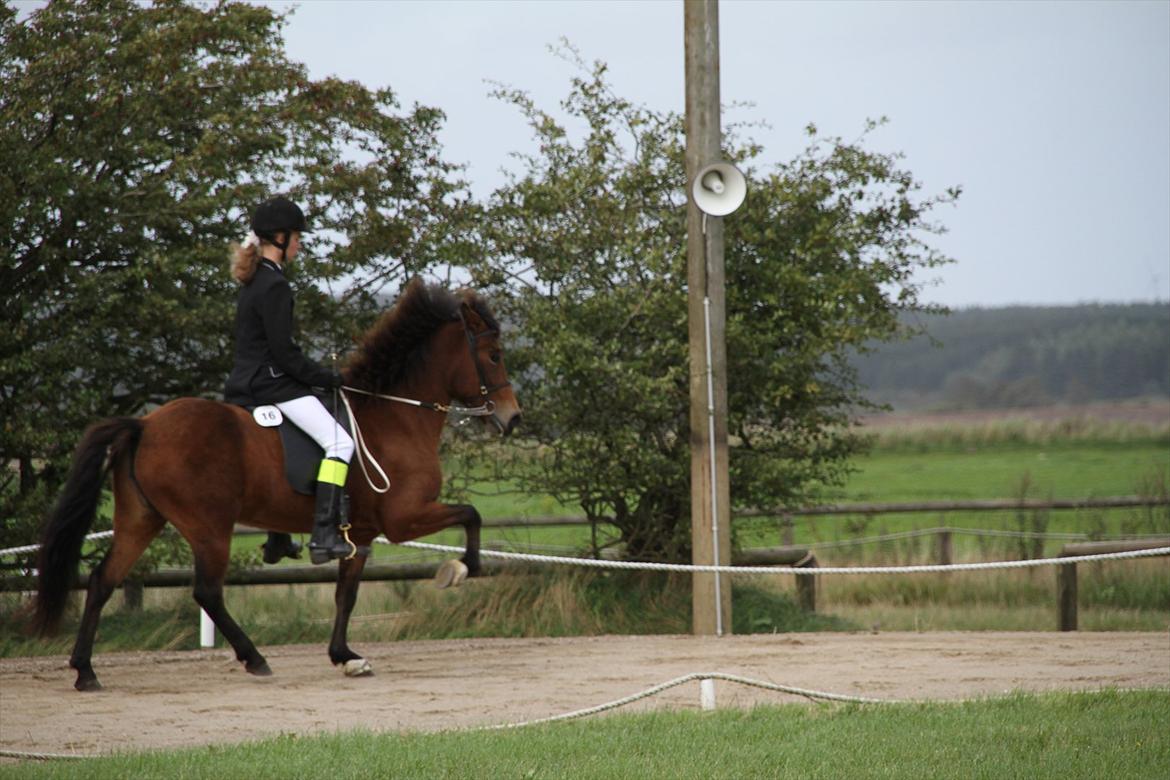 Ljúfa fra Bjergagergård billede 17