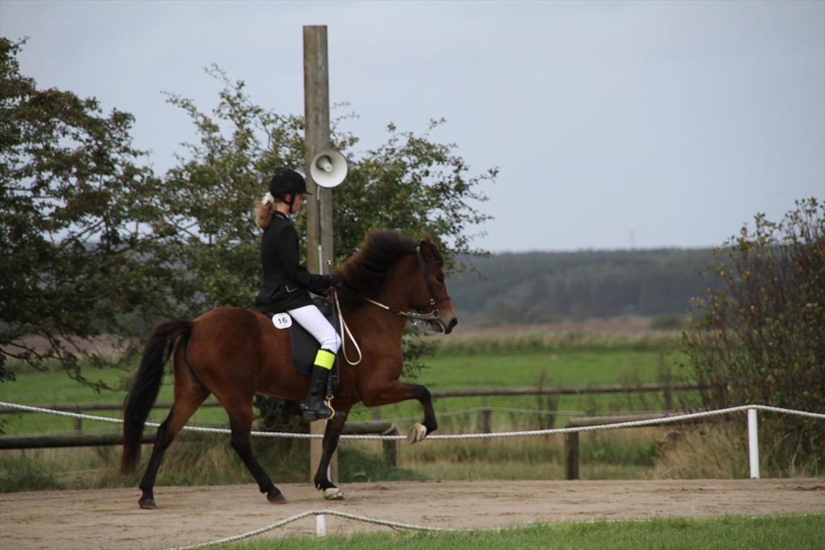 Ljúfa fra Bjergagergård billede 18