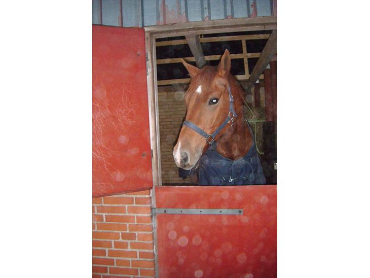 {{currentPhoto.altText}} billede {{currentPhoto.number}}