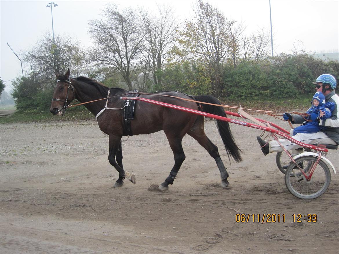 Lille pony med seletøj billede 6