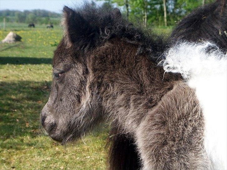 Tidligere heste,føl og ponyer - Ejstrups Messi solgt til Angelica stald Bellis tillykke med ham Angelica ;) billede 21
