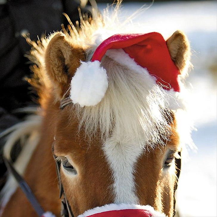 Jule/konfirmation´s ønsker :) - nissehue til hest billede 15