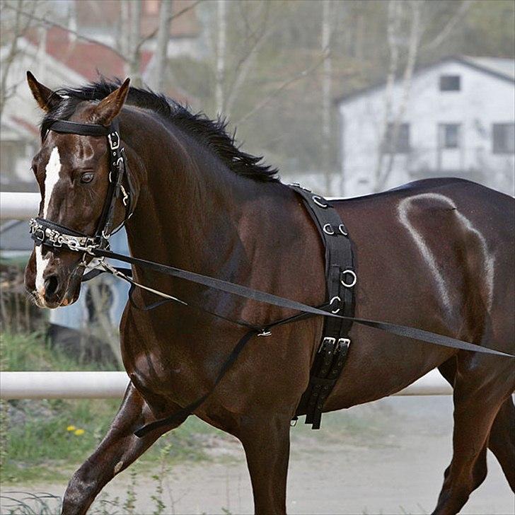 Jule/konfirmation´s ønsker :) - startsæt til longering billede 34