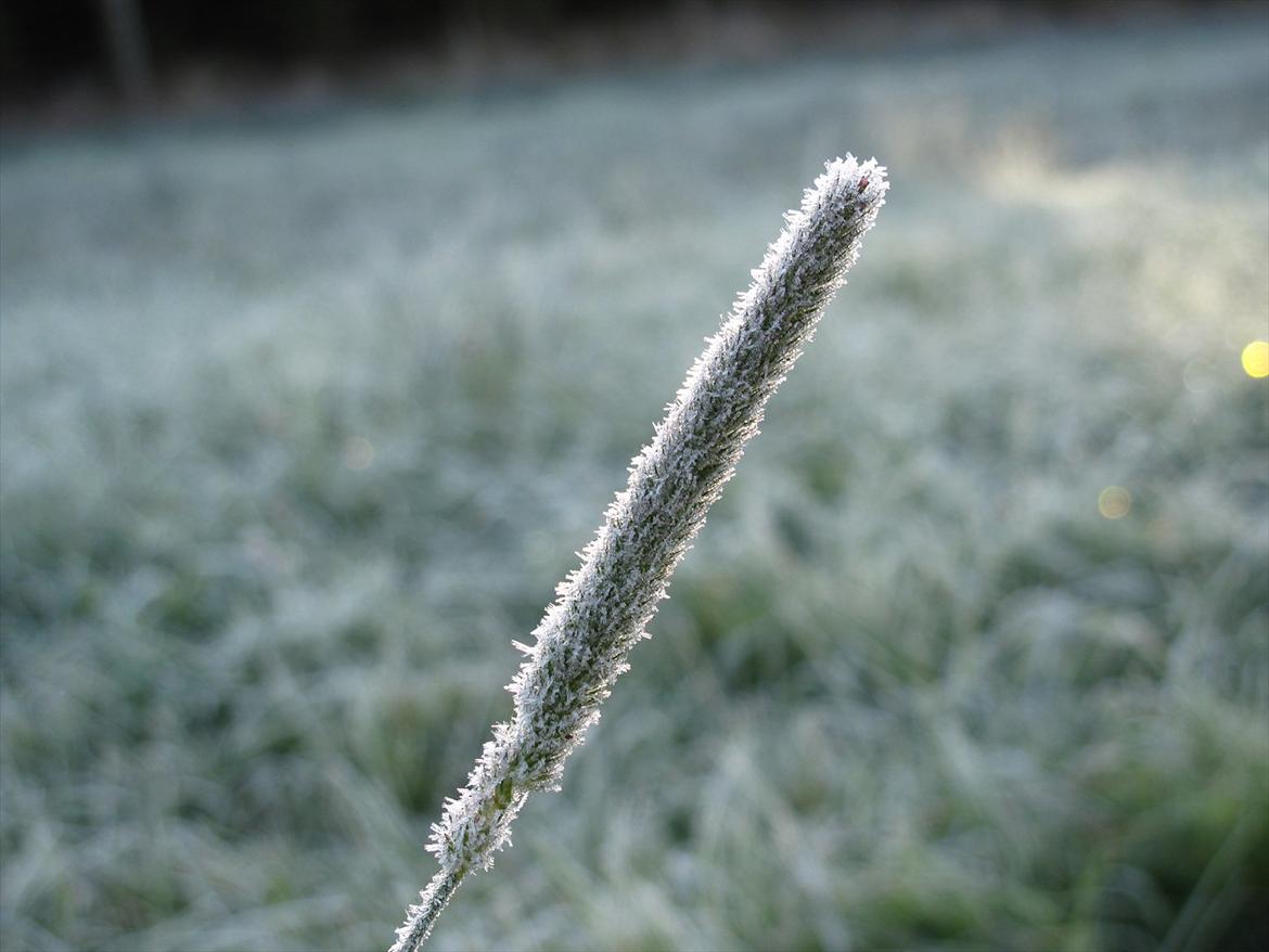 JF Photography billede 1