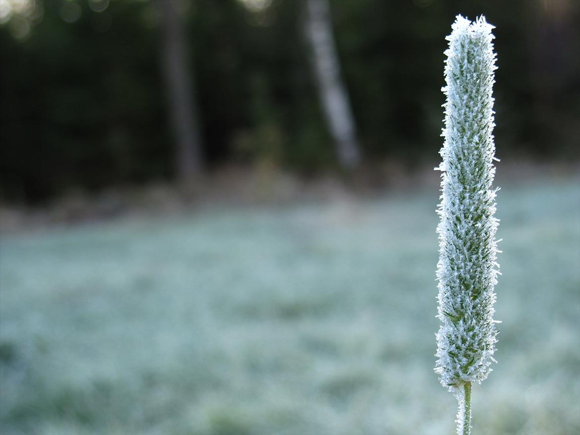 JF Photography billede 3