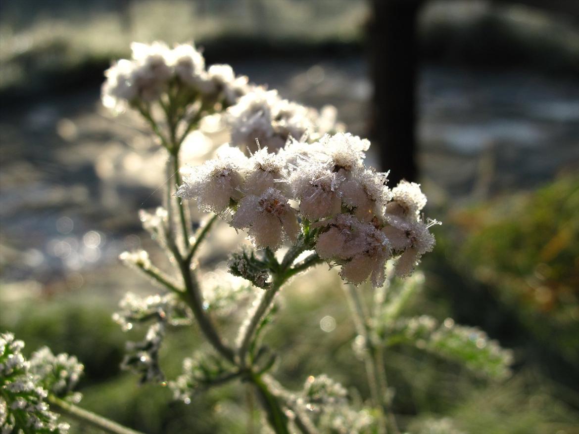 JF Photography billede 4