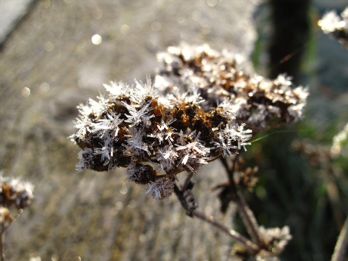 JF Photography billede 5