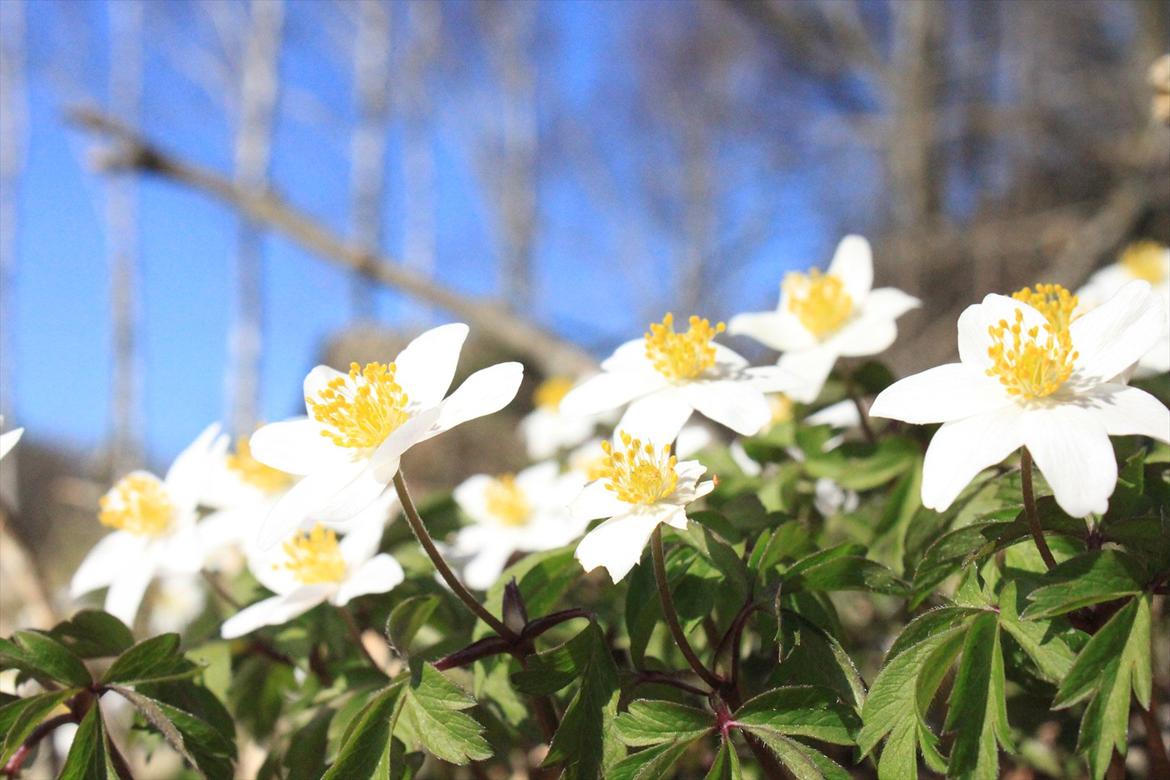 JF Photography billede 7