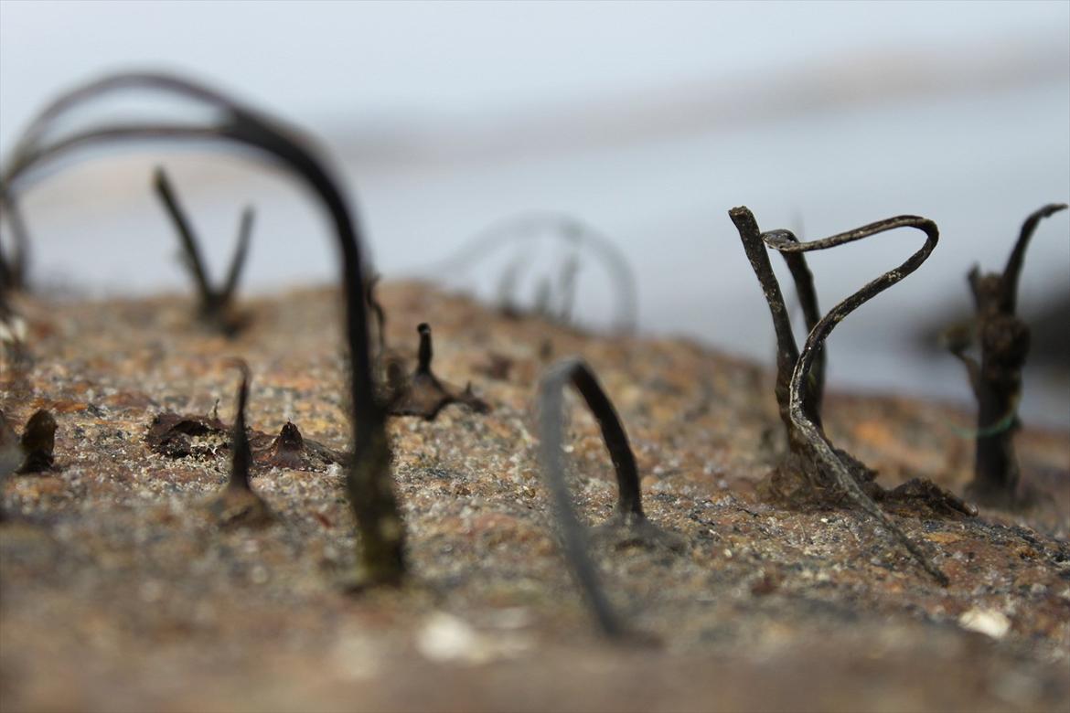 JF Photography billede 8