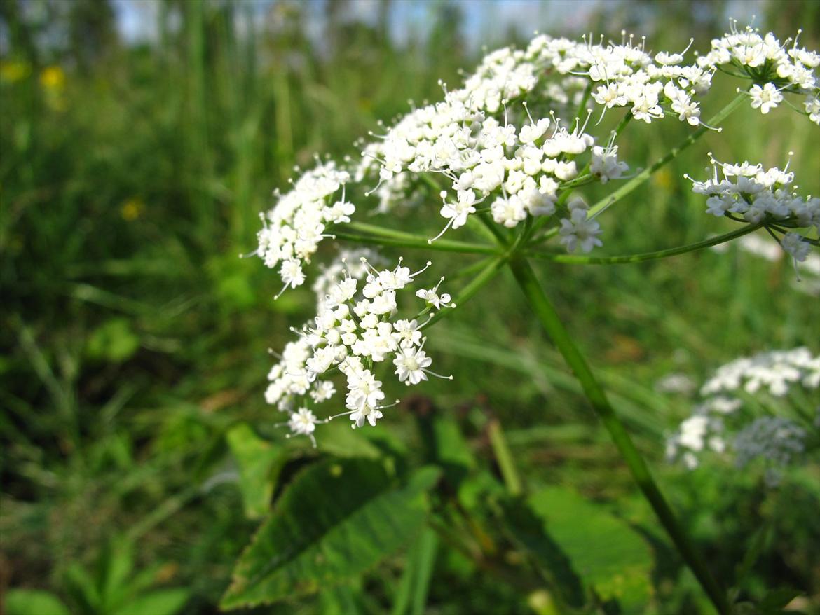 JF Photography billede 9