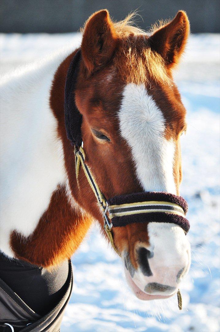 Nogle af de bedste og mest fjollede billeder af Beauty :P <3 - Den smukke sidste vinter :) <3 billede 12