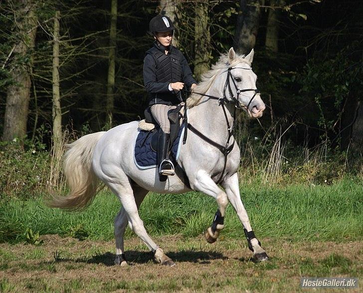 50 dage på hestegalleri :) - Dag 4: Et billede af din bedste skovtur - Måske ikke min bedste skovtur.. men det var i hvert fald én af de bedste! :)  billede 4