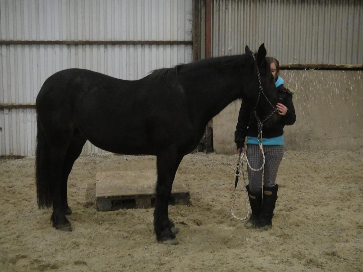 HMS / Klikkertræning med freja billede 1