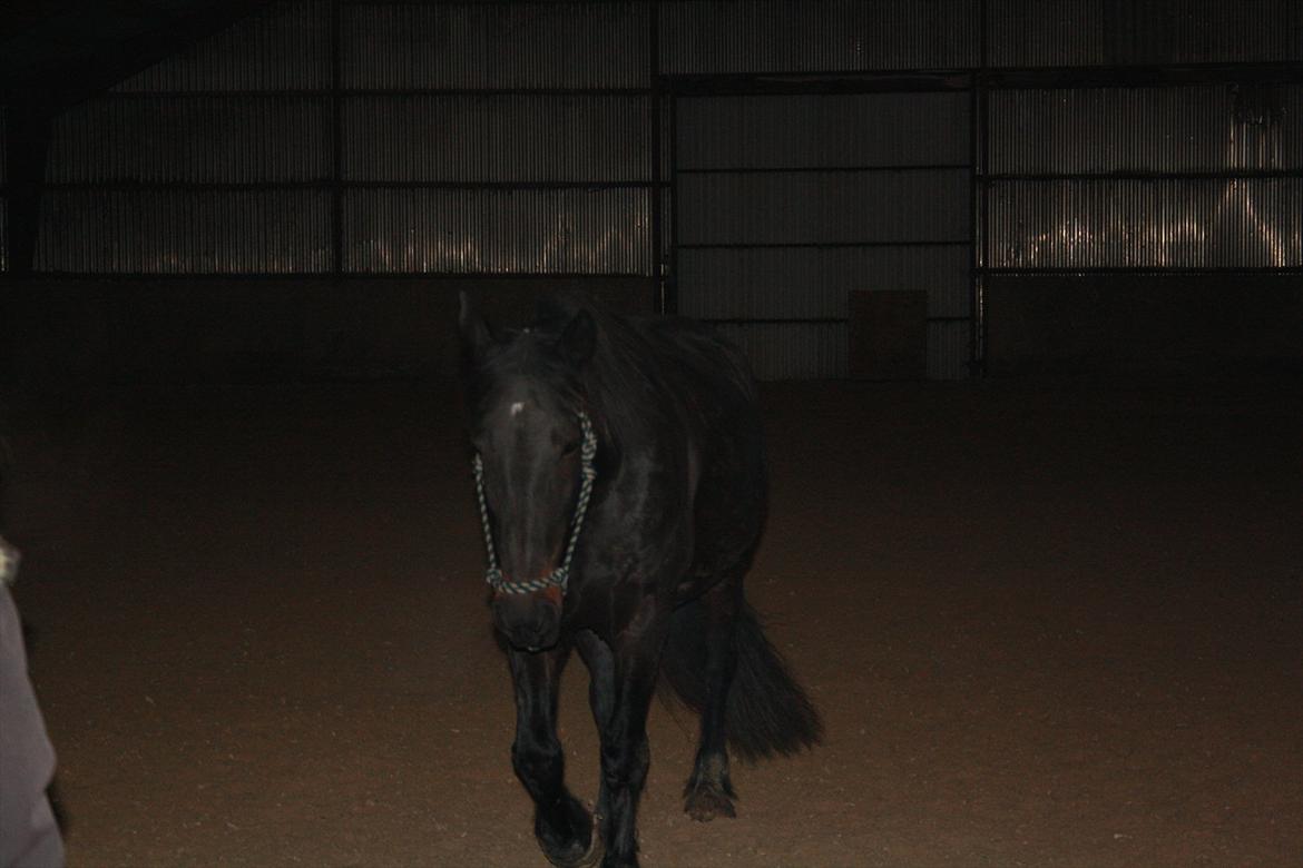 HMS / Klikkertræning med freja billede 5