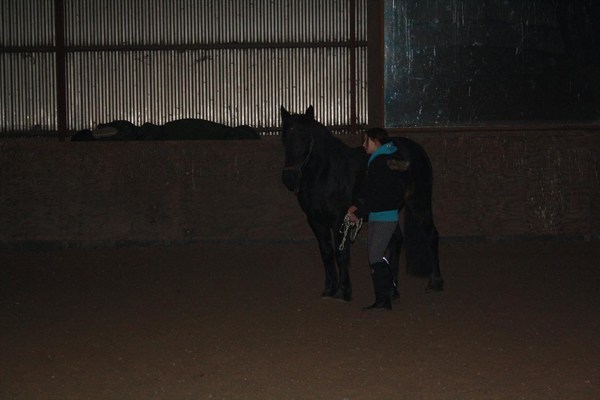 HMS / Klikkertræning med freja billede 7