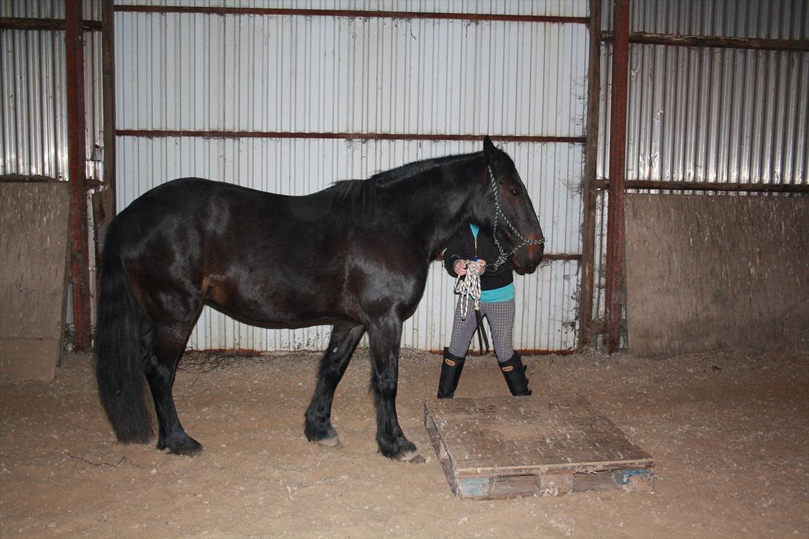 HMS / Klikkertræning med freja billede 8