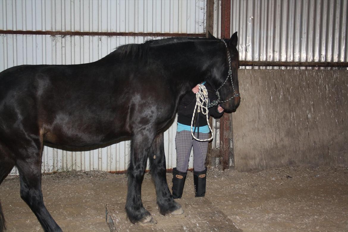 HMS / Klikkertræning med freja billede 9