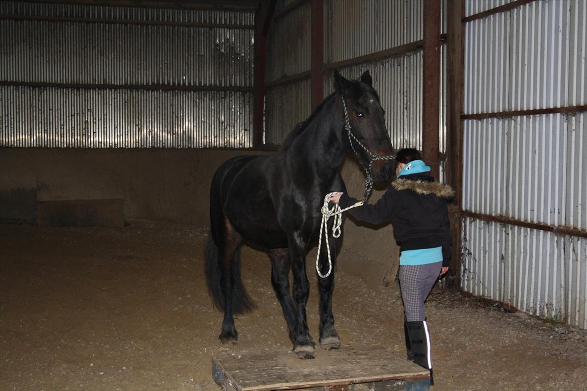 HMS / Klikkertræning med freja billede 10