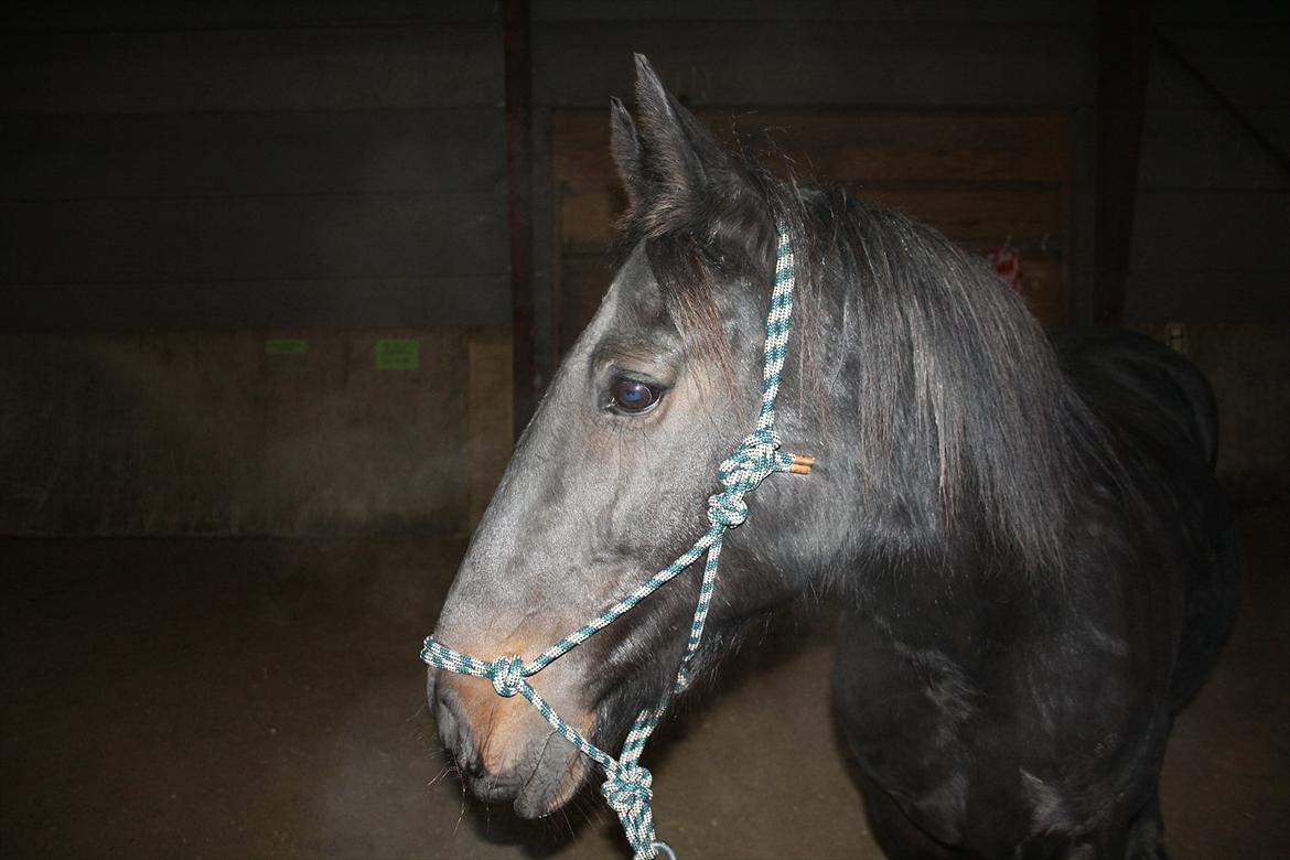 HMS / Klikkertræning med freja billede 11