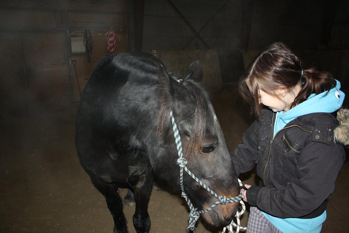 HMS / Klikkertræning med freja billede 12