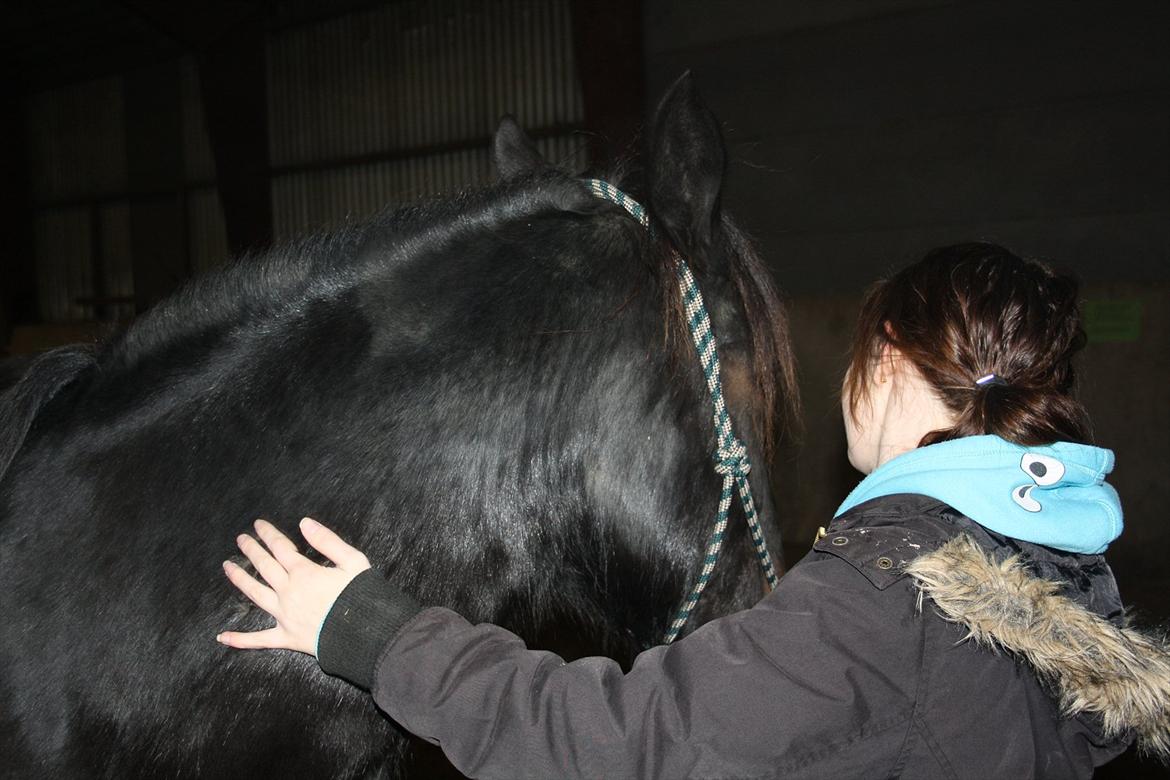 HMS / Klikkertræning med freja billede 15