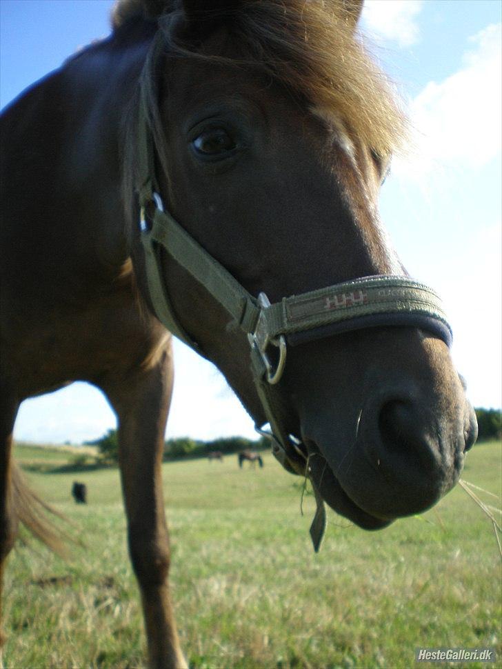 50 dage på hestegalleri :) - Dag 7: Et billede af noget du fortryder som rytter - Jeg fortryder at jeg ikke fik sagt farvel til dig, putte.. Jeg savner dig :(( Rest in peace Julia! <3  billede 7