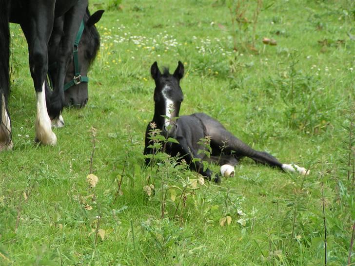 Welsh sek. C Dynamite Balina - gammel part - Balina og hendes nu afdøde føl Bonzai (': billede 25