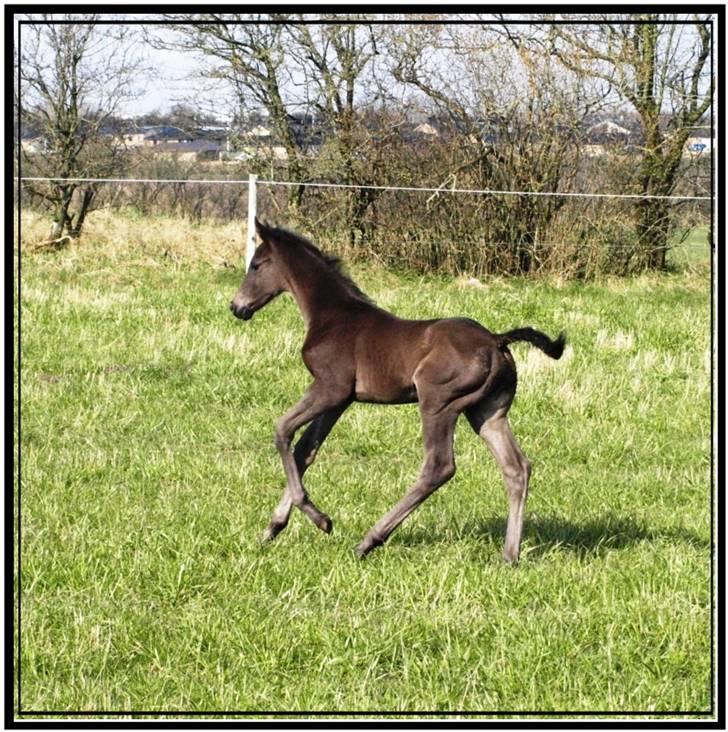Her er lige et par billeder fra en dejlig forårsdag - Her er Flying Spirit. Han er et hingste føl fra i år. billede 10