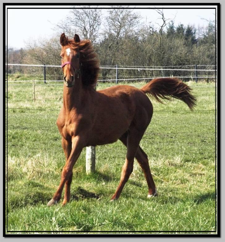 Her er lige et par billeder fra en dejlig forårsdag - Her er Flying Odette. Hun er en dv hoppe plag e. Onassis. Hun er 1 år. billede 11