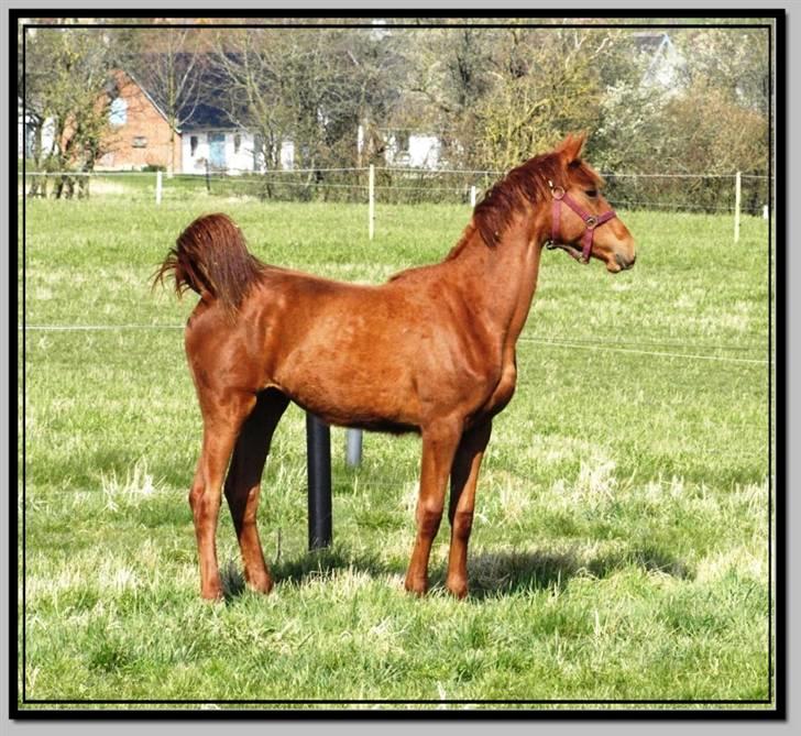 Her er lige et par billeder fra en dejlig forårsdag billede 12