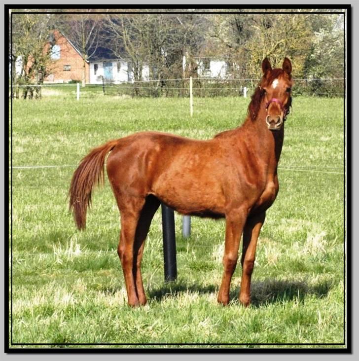 Her er lige et par billeder fra en dejlig forårsdag billede 13