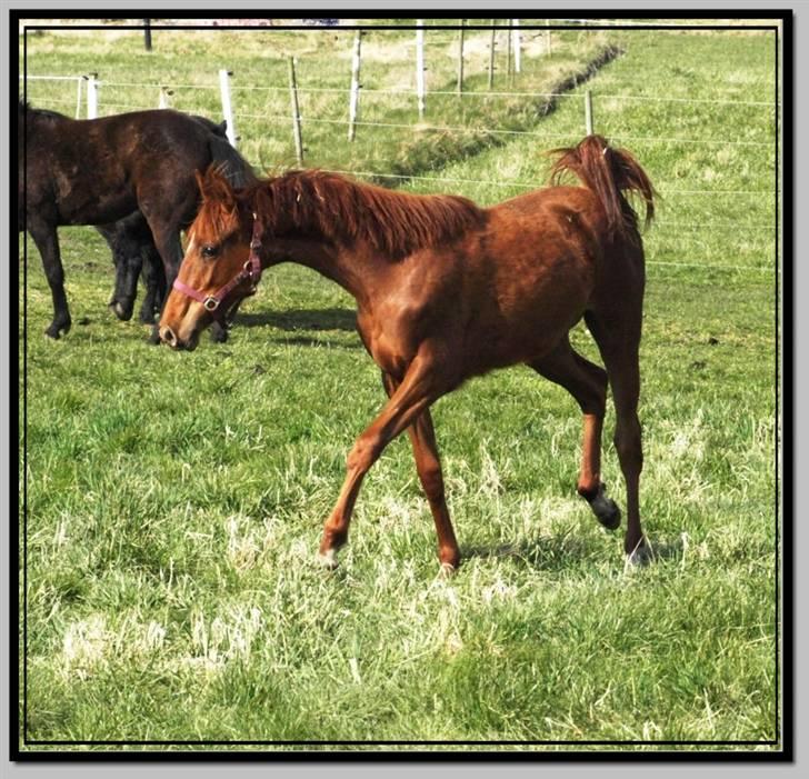 Her er lige et par billeder fra en dejlig forårsdag billede 16