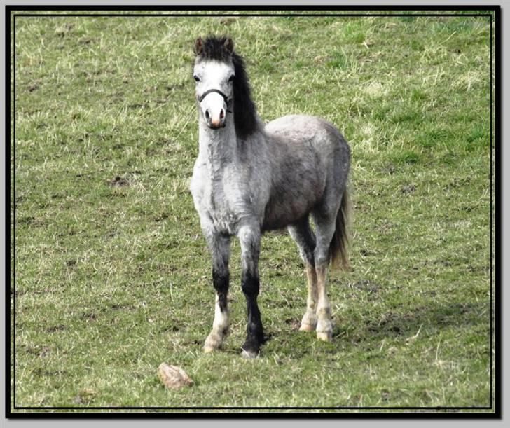 Her er lige et par billeder fra en dejlig forårsdag - Det her er Flying Mr. gray. Han er en welsh sec. a fra sidste år. Han er til salg. billede 17