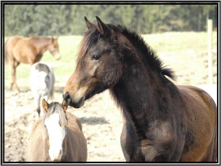 Her er lige et par billeder fra en dejlig forårsdag - Her er Flying Ronaldo. Han er en new forest hingste plag på 2 år. Han er e. Kantjes Ronaldo. billede 18