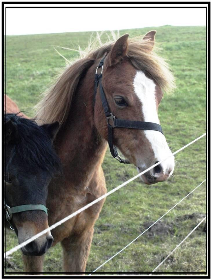 Her er lige et par billeder fra en dejlig forårsdag - Her er Flying pegasus. Han er en blanding af Hip Hop og Alicante DV. Han er 1 år billede 19