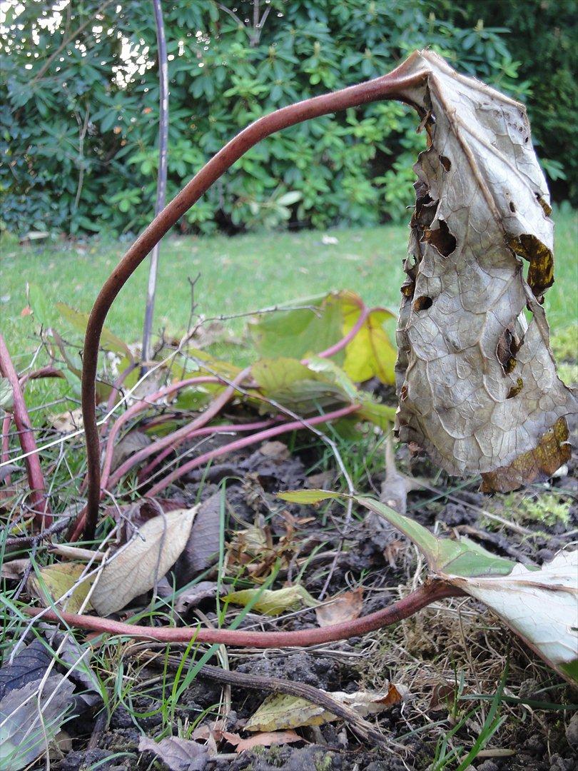 Naturbilleder med mit nye kamera billede 1