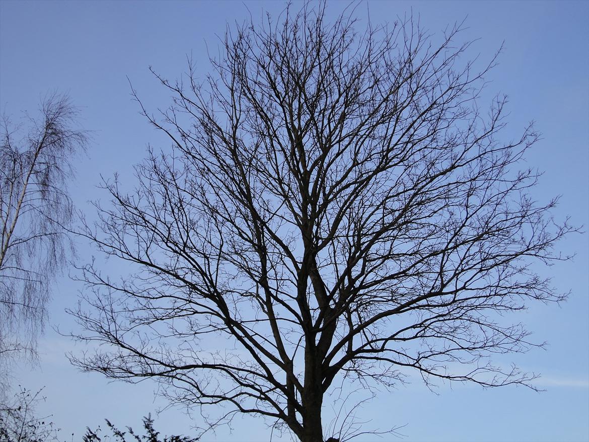 Naturbilleder med mit nye kamera billede 2
