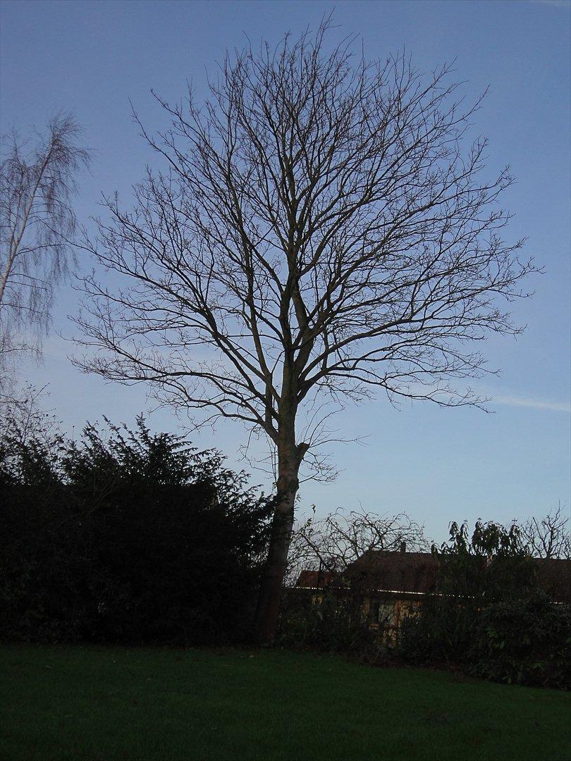 Naturbilleder med mit nye kamera billede 3