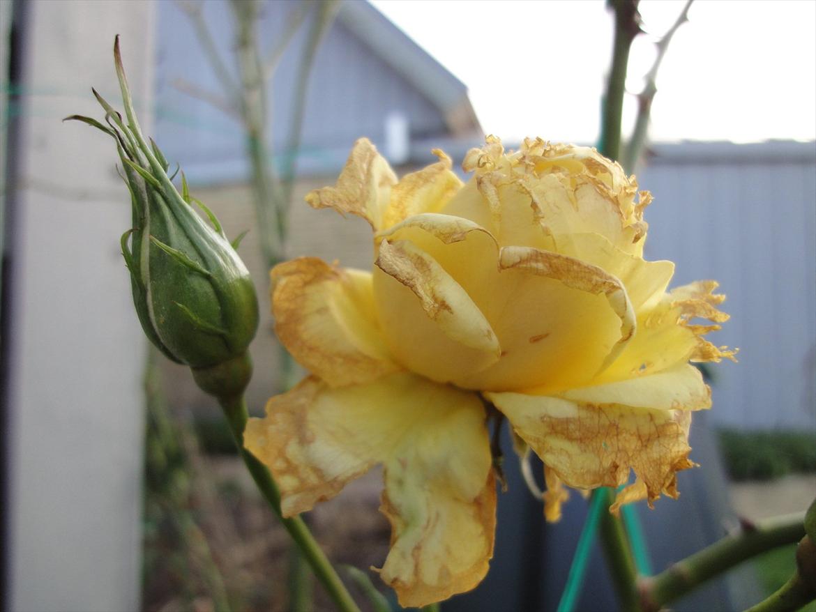 Naturbilleder med mit nye kamera billede 4