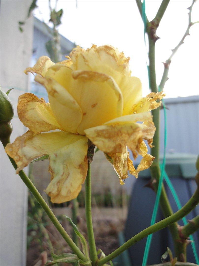 Naturbilleder med mit nye kamera billede 5