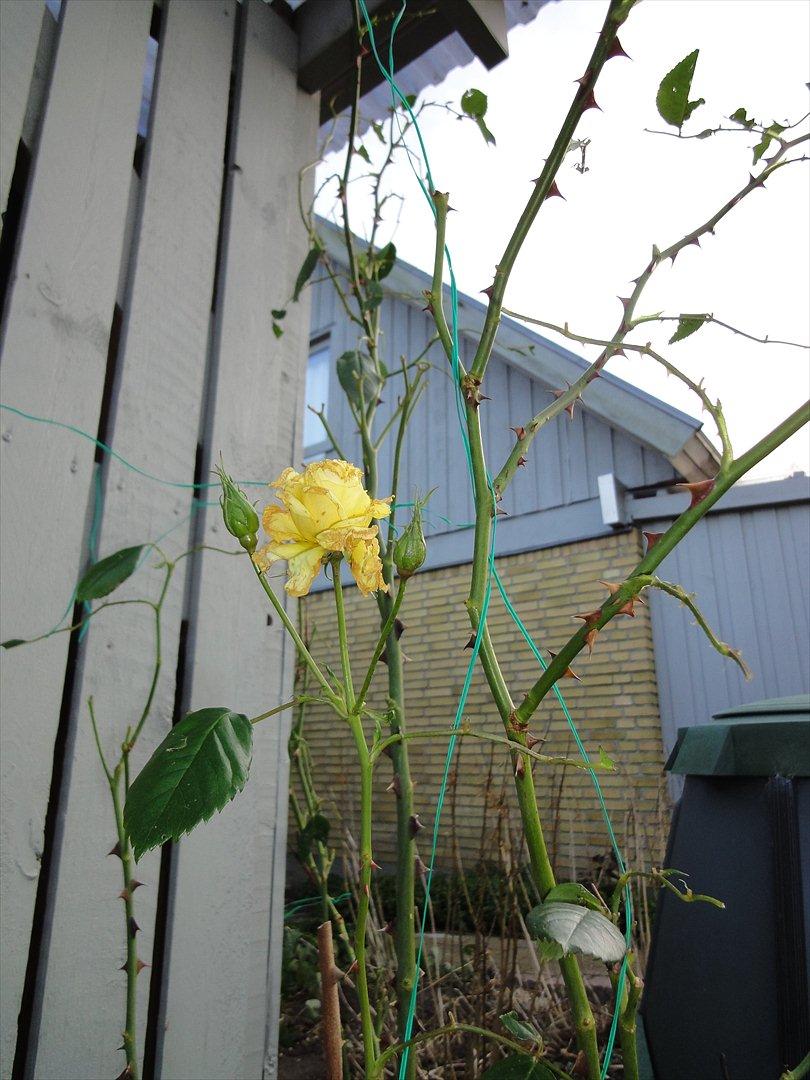 Naturbilleder med mit nye kamera billede 6