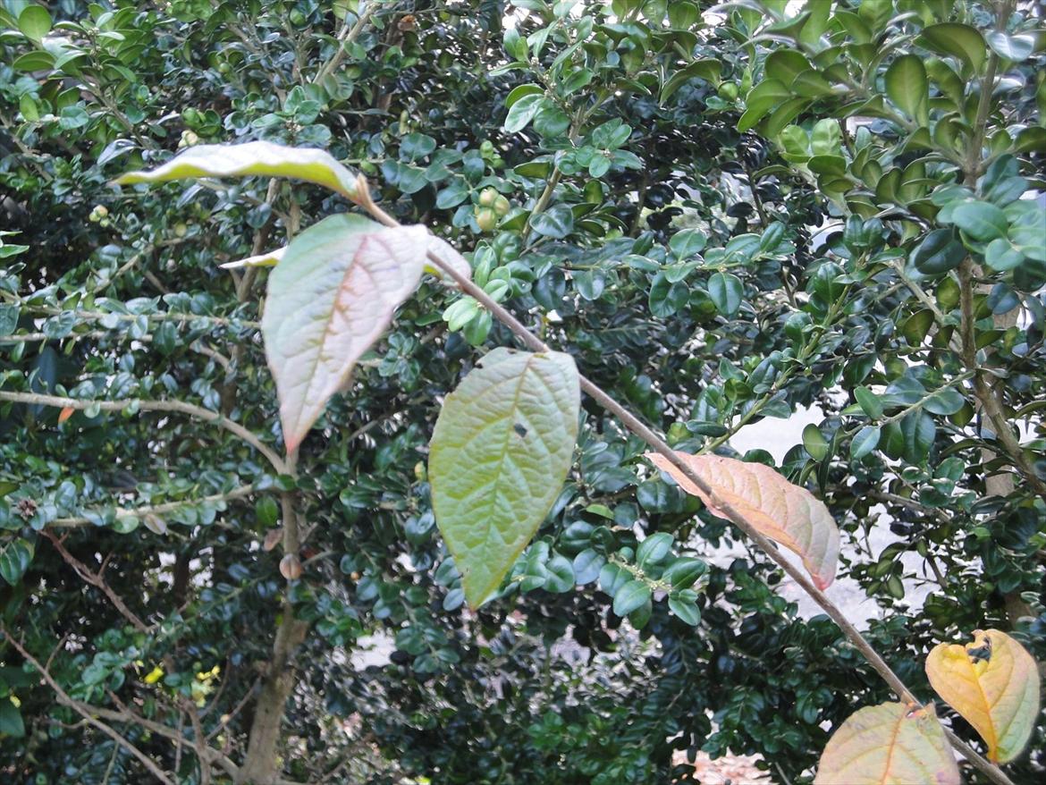 Naturbilleder med mit nye kamera billede 7