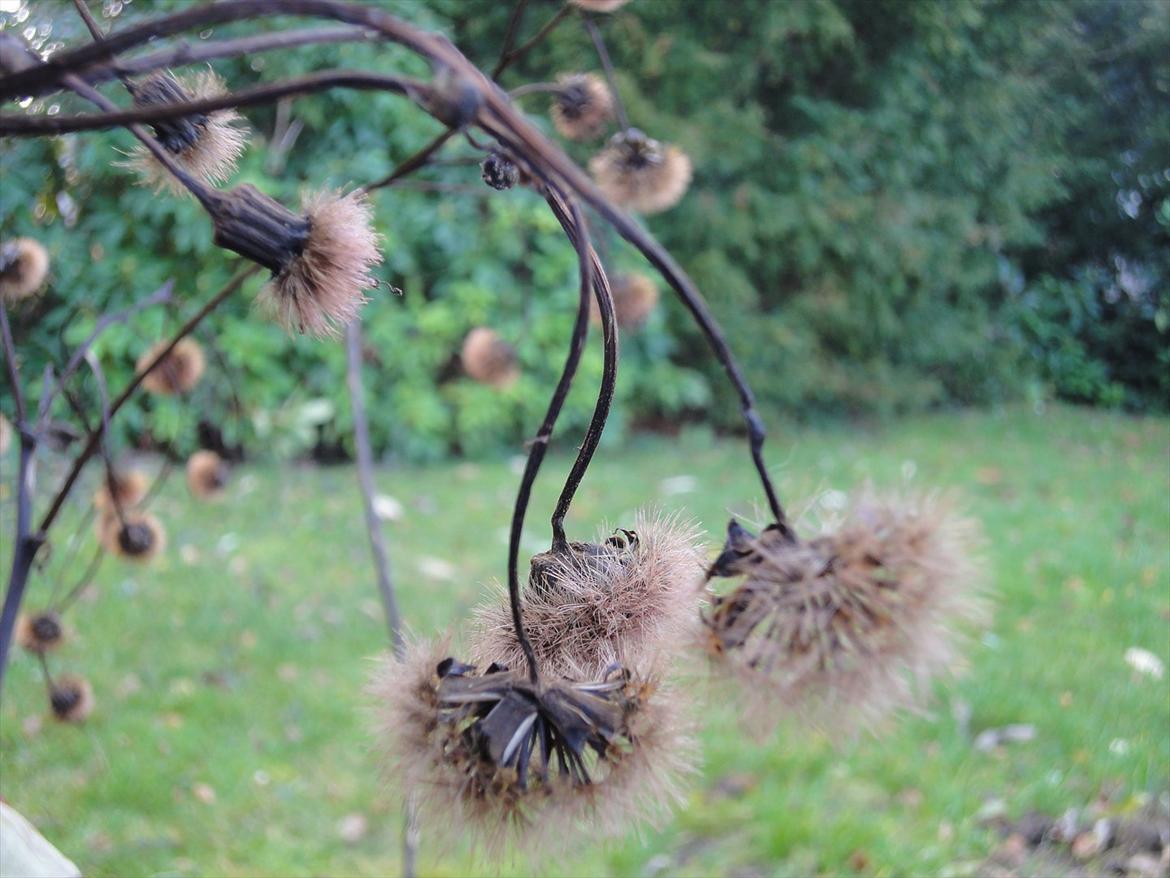 Naturbilleder med mit nye kamera billede 8