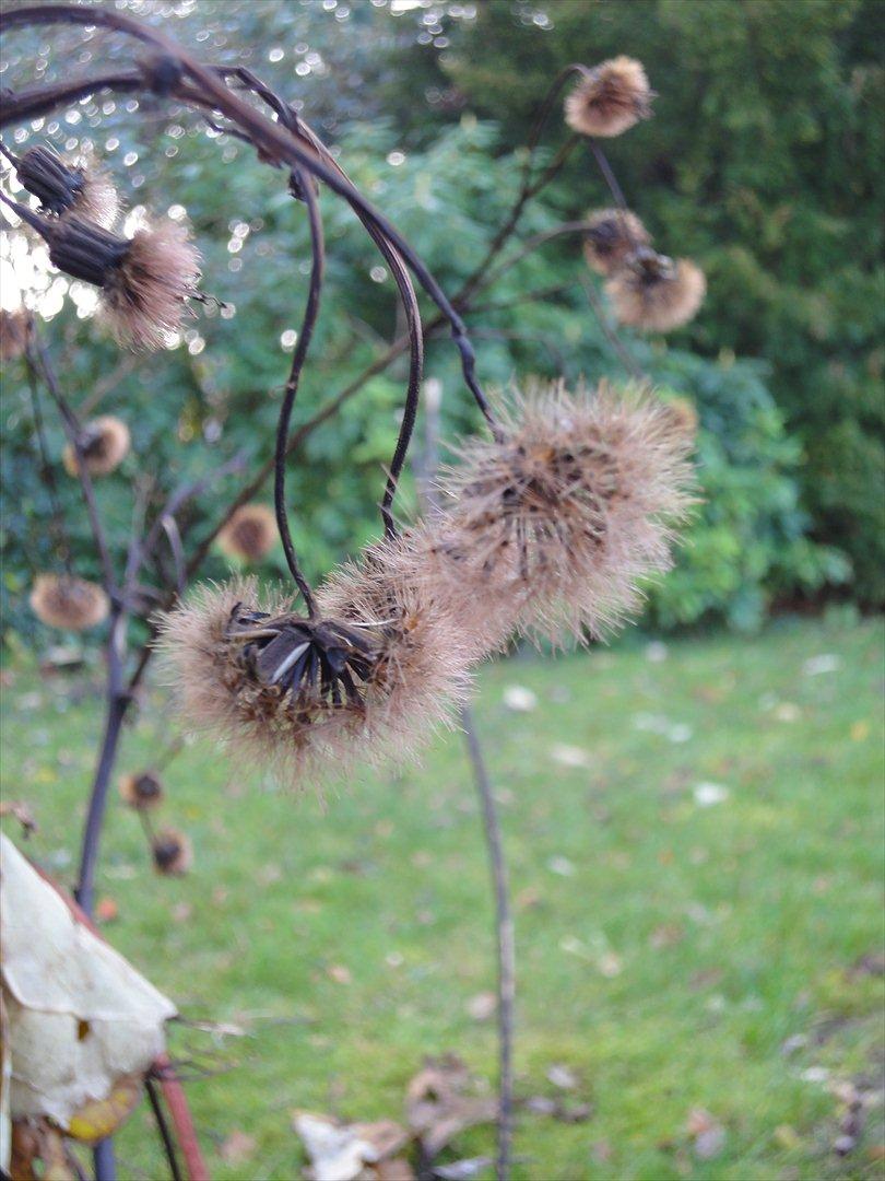 Naturbilleder med mit nye kamera billede 9