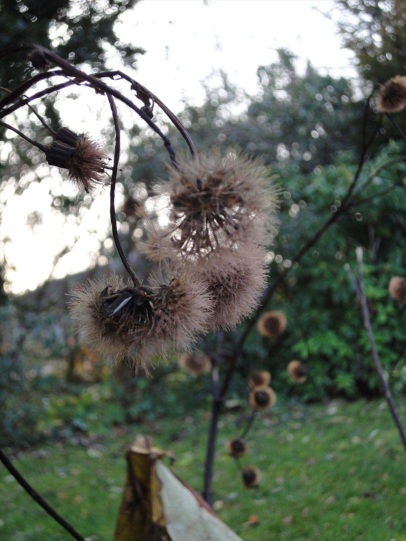 Naturbilleder med mit nye kamera billede 10