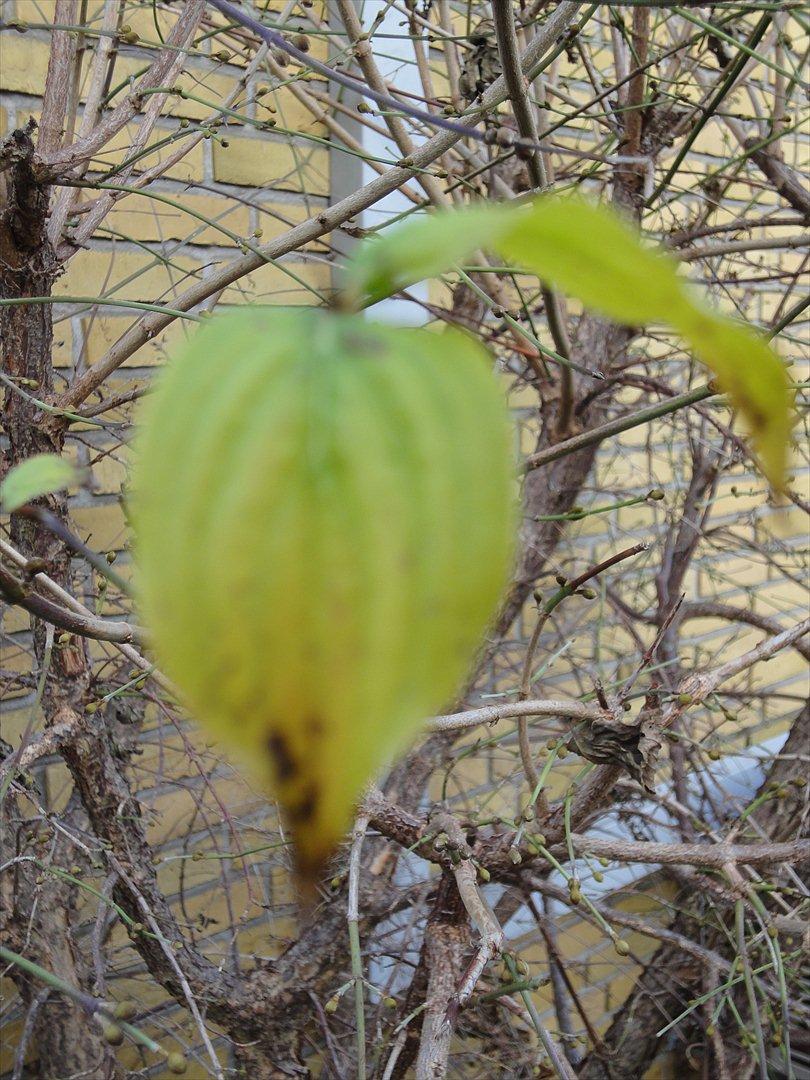 Naturbilleder med mit nye kamera billede 11